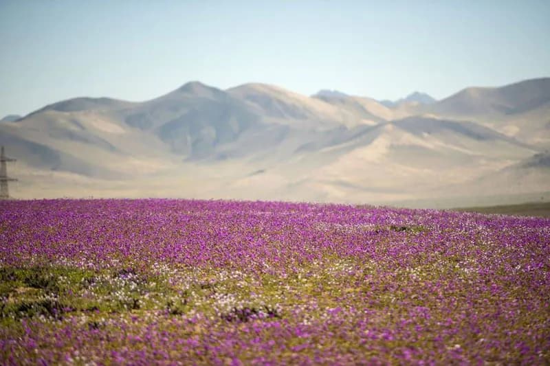 Desierto de Atacama Florido